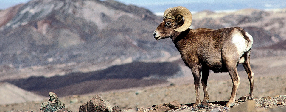 Big Bend Bighorn