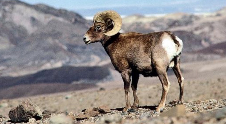 Desert Bighorn