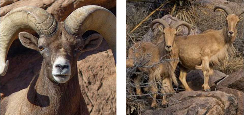 Big Bend National Park is home to a small population of Desert Bighorn Sheep (left) and hundreds of Aoudad (right).