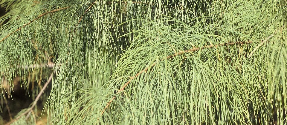 tamarisk foliage