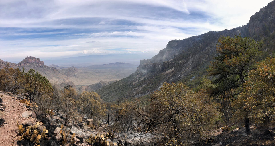 Trail view near burned area