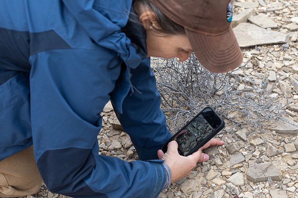 Taking a close look at wooly devil Taking a close look at wooly devil