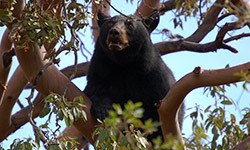 Black Bear