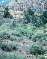 Black-capped vireo habitat Black-capped vireo habitat