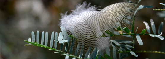 Feathers