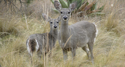 Carmen Mountains white-tailed deer
