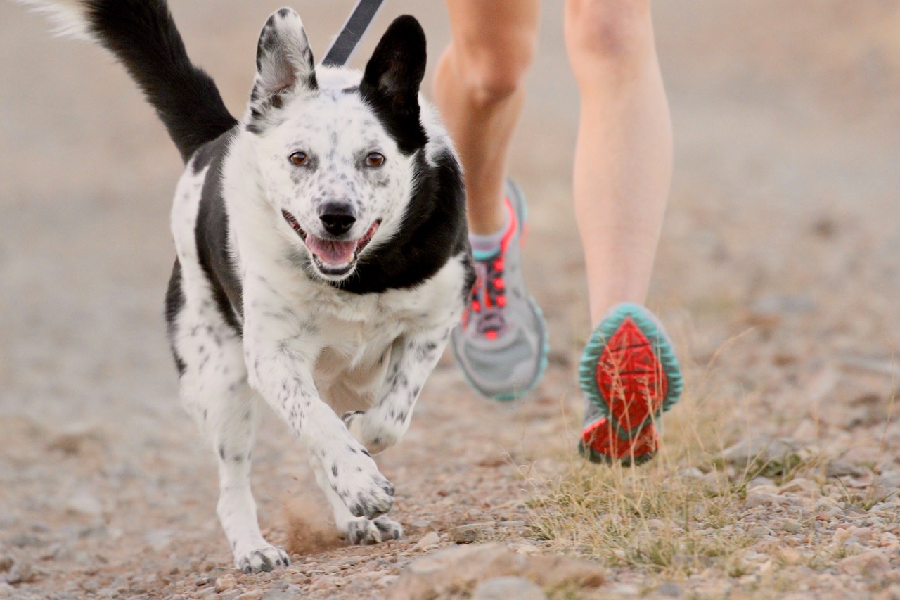 A dog running A dog running