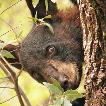 Bear in Big Bend