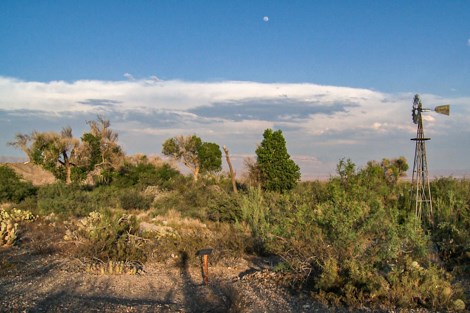 A windmill stands next to an oasis of tall trees and bushes