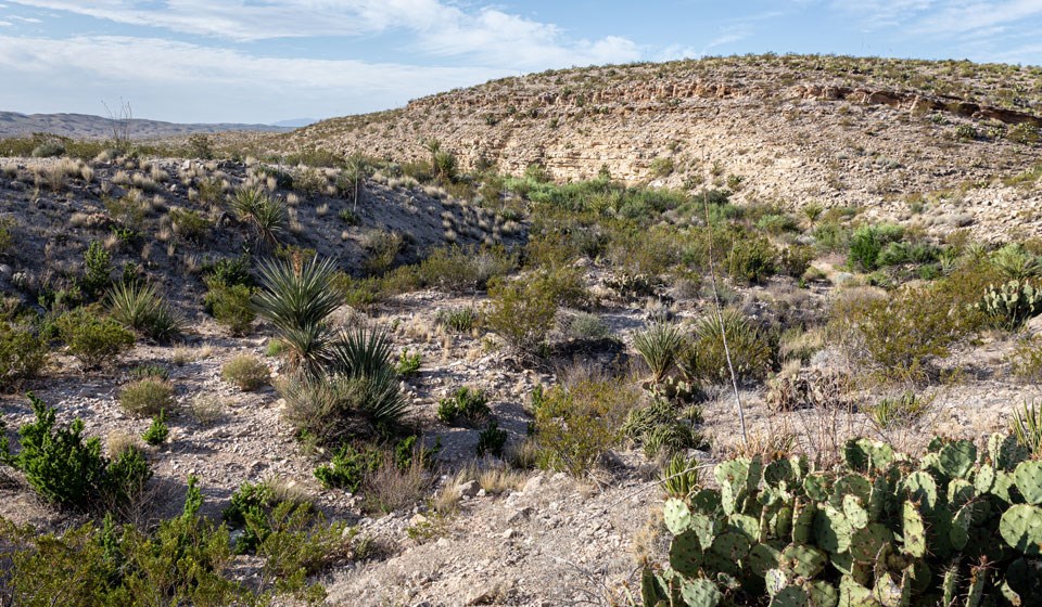 Candelilla campsite view