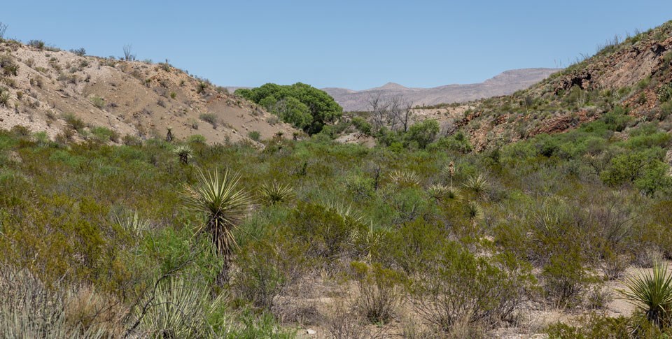 McKinney Spring Campsite view