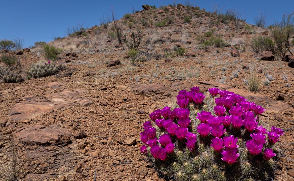 Blooming pitaya cactus near Roys Peak primitive campsite