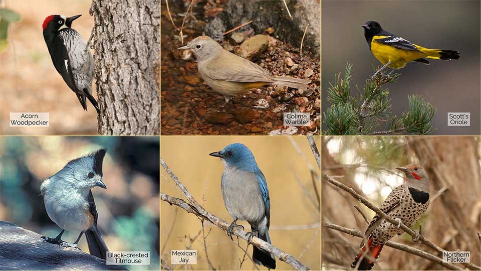 6 small photos of an Acorn Woodpecker, Colima Warbler, Scott's Oriole, Black-crested Titmouse, Mexican Jay, and a Northern Flicker.