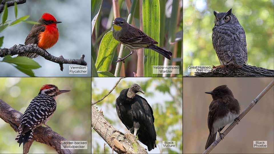 6 small photos of a Vermilion Flycatcher, Yellow-rumped Warbler, Great-horned Owl, Ladder-backed Woodpecker, Black Vulture, and a Black Phoebe