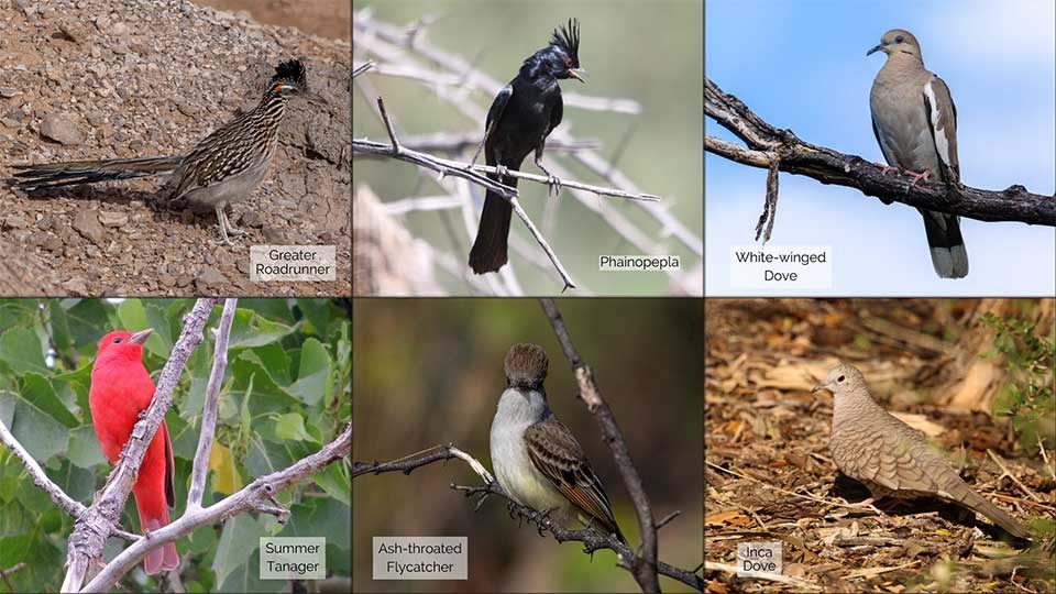 6 small photos of a Roadrunner, Phainopepla, White-winged Dove, Summer Tanager, Ash-throated Flycatcher, and an Inca Dove