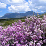 Cenizo in bloom Cenizo in bloom