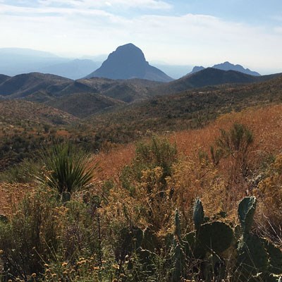 Elephant tusk view