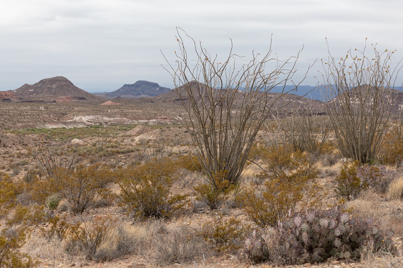 Maverick Camp view