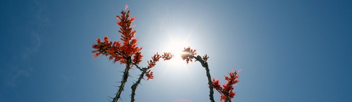 Ocotillo Sky