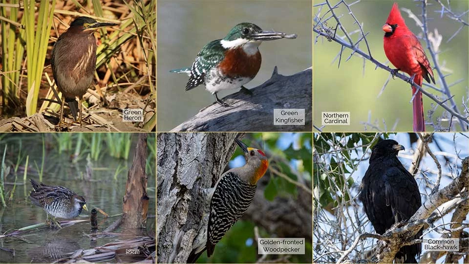 Birds of Rio Grande Village 6 small of a Green Heron, Green Kingfisher, Cardinal, Sora, Golden-fronted Woodpecker and a Common Black-hawk