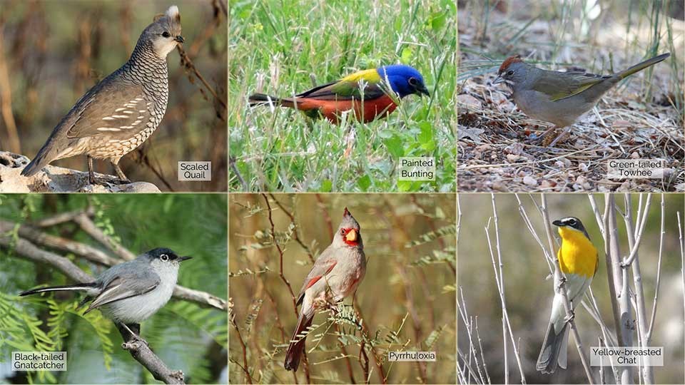 6 small photos of a Scaled Quail, Painted Bunting, Green-tailed Towhee, Black-tailed Gnatcatcher, Pyrrhuloxia, and a Yellow-breasted Chat