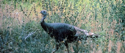 The wild turkey is often seen in the area of the Cottonwood campground