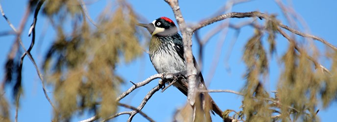 Acorn Woodpecker