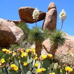 Balanced Rock