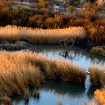 RGV Beaver Pond