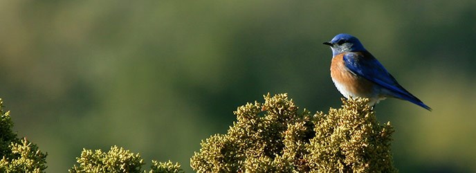 Western Bluebird