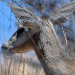 Carmen-whited-tail