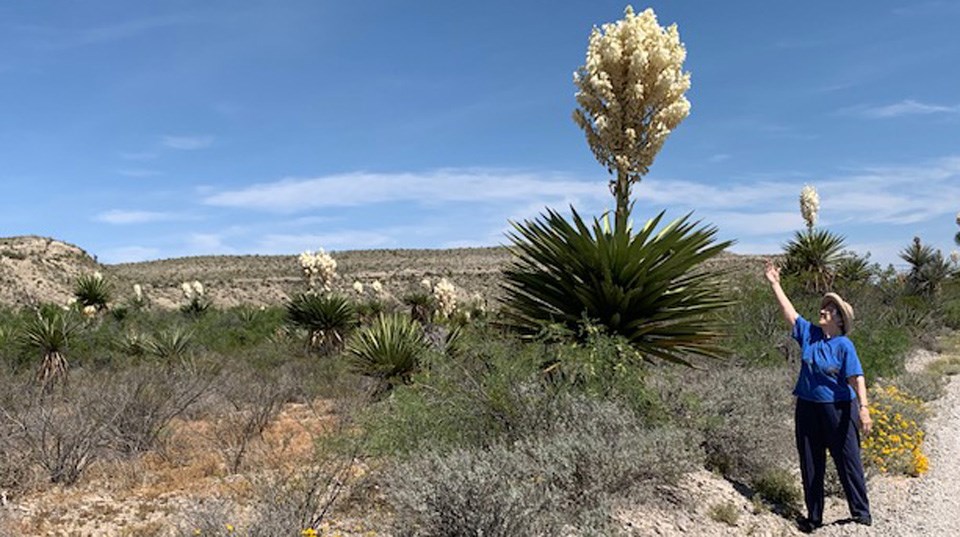 Enjoying the spring bloom along the Dagger Flat Auto Trail