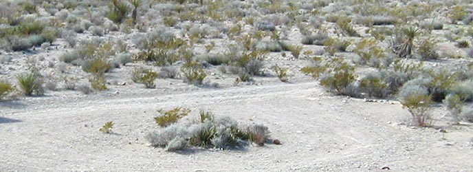Ernst Basin Primitive Roadside Campsite Ernst Basin Primitive Roadside Campsite