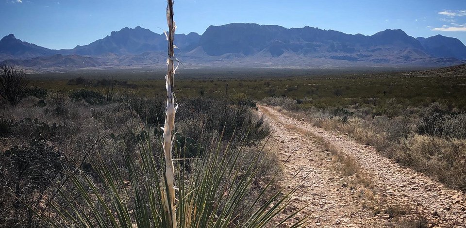 Grapevine Hills Road view