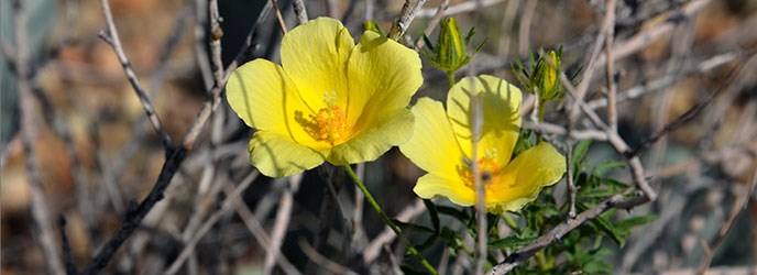 Wildflowers Wildflowers