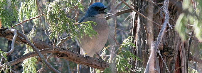 Mexican Jay Mexican Jay