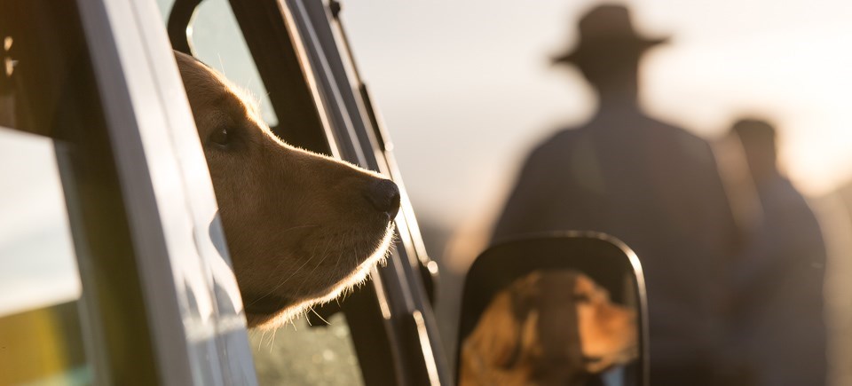 A dog waits in the car while the owner views wildlife
