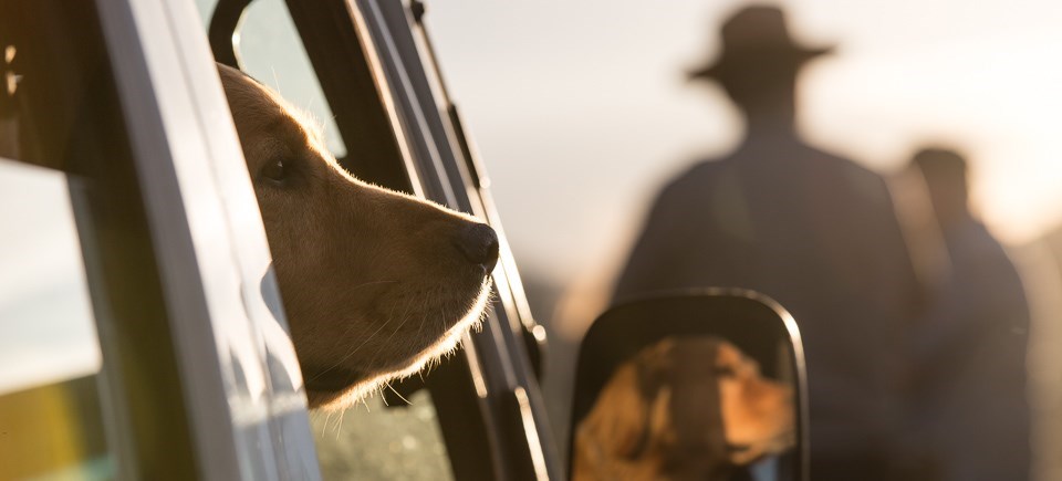 Pet Friendly Big Bend National Park