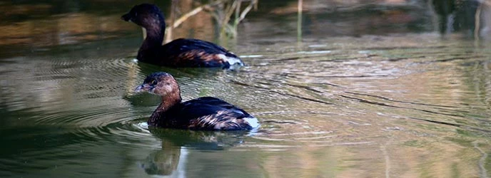 Pied-billed Grebes