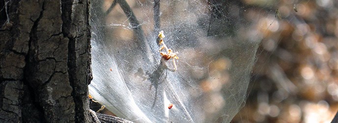 Spider Web Spider Web