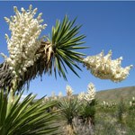 Yuccas on Dagger Flat Road