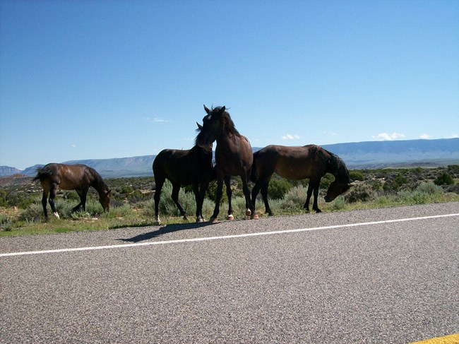 Four wild mustangs along the roadside.