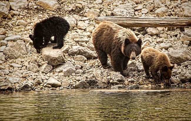 2016 Bighorn Canyon Annual Pass Photo, Mamma with Cubs 2016 Bighorn Canyon Annual Pass Photo, Mamma with Cubs