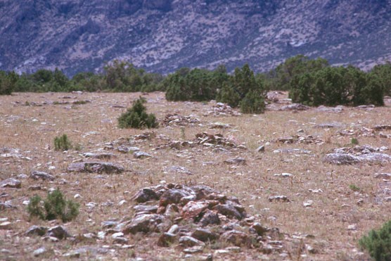 Rock cairns mark the Bad Pass Trail surrounded by juniper at the foot of the Pryor Mountains. Rock cairns mark the Bad Pass Trail surrounded by juniper at the foot of the Pryor Mountains.
