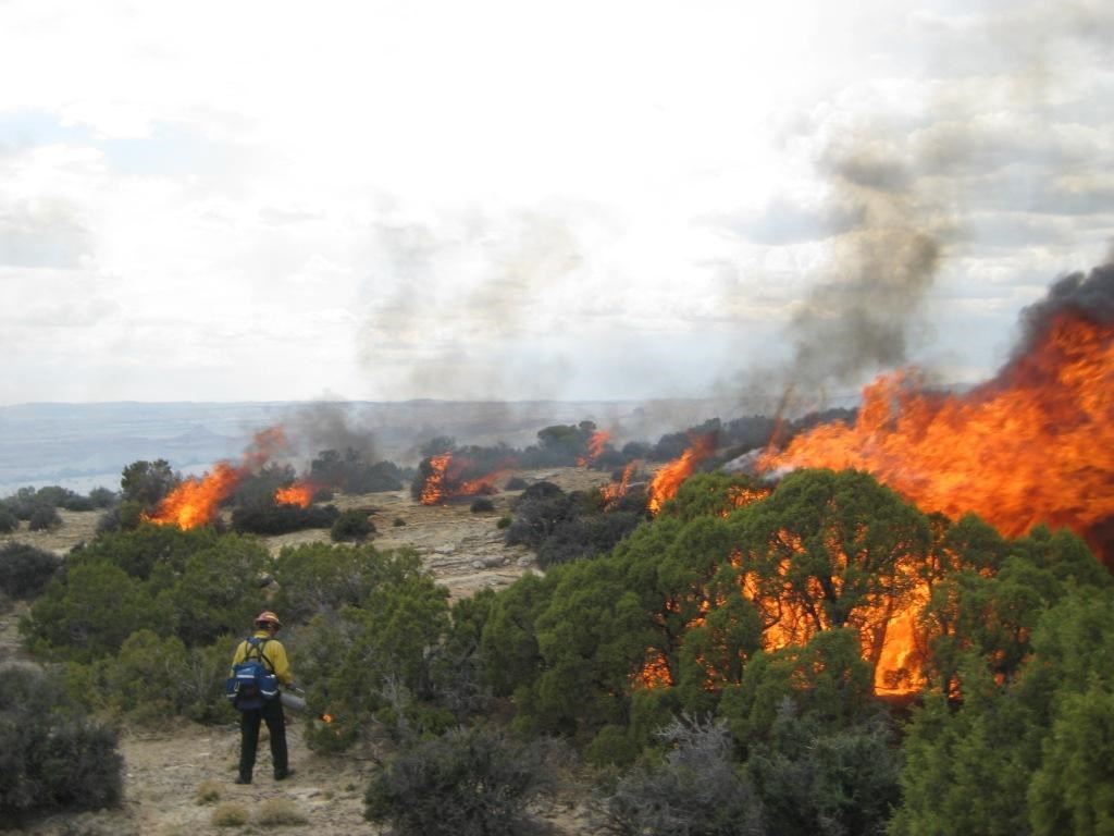 Bighorn Canyon personnel works on a prescribed fire to restore Bighorn Sheep habitat Bighorn Canyon personnel works on a prescribed fire to restore Bighorn Sheep habitat