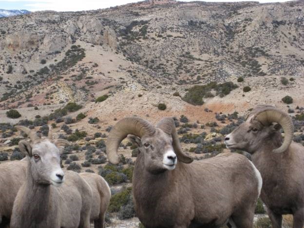 Bighorn Sheep along the roadside in the South District