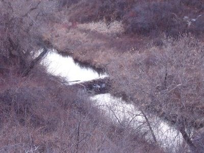 Beaver Dam along Lime Kiln Creek