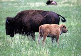 Bison cow and calf