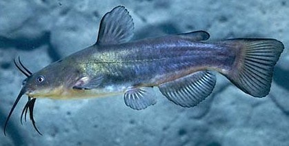 Black Bullhead Catfish