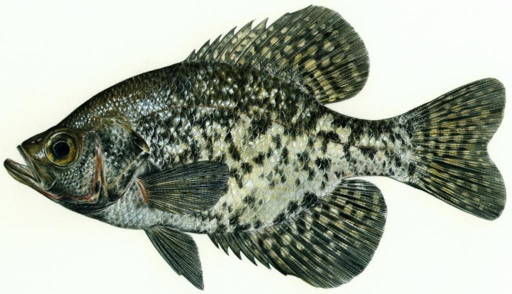 Crappie, Speckled Perch